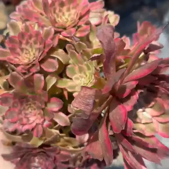 e201-214.webp Aeonium Pink Cloud Clustering - Image 1
