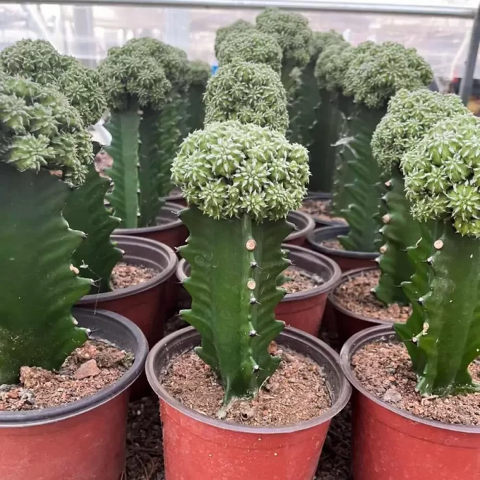 e201-237.webp Euphorbiaceae-Euphorbia-Sepulta Clustering - Image 1