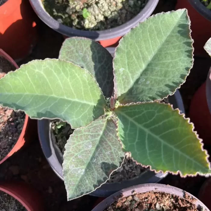 Euphorbiaceae-Monadenium Kirin Variegated(With caudex) - Image 1