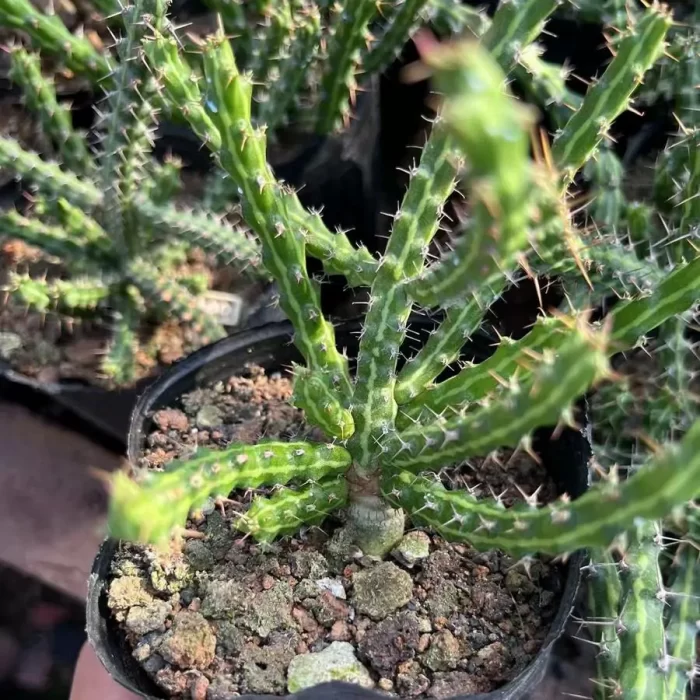 Euphorbiaceae-Euphorbia-Aeruginosa(With caudex)
Leaf 90MM long, including caudex 200MM - Image 1