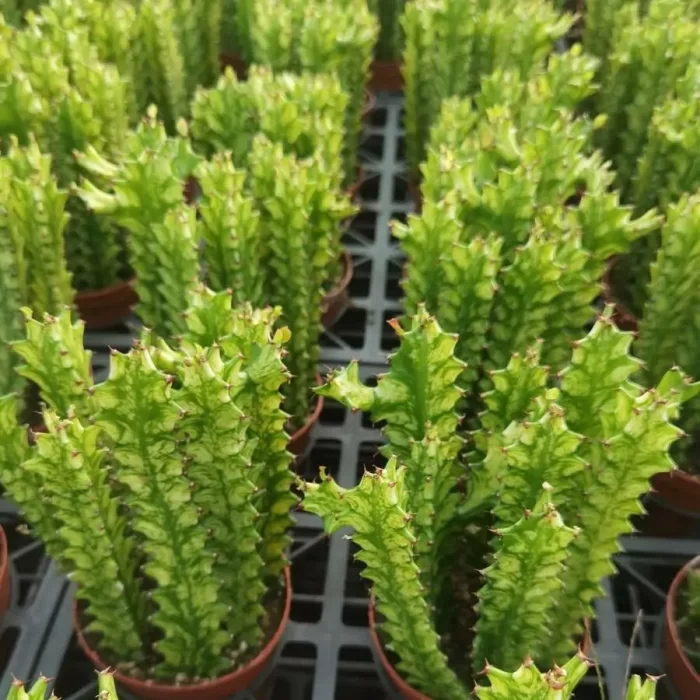 Euphorbiaceae-Euphorbia-Trigona Variegated(5 pieces) - Image 1