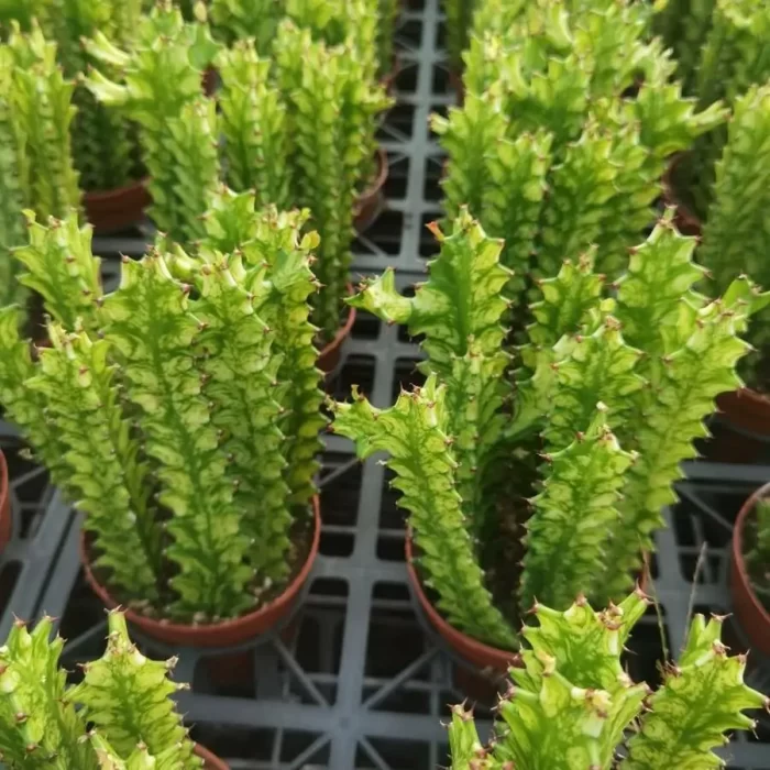 e201-241.webp Euphorbiaceae-Euphorbia-Trigona Variegated(1 piece) - Image 1