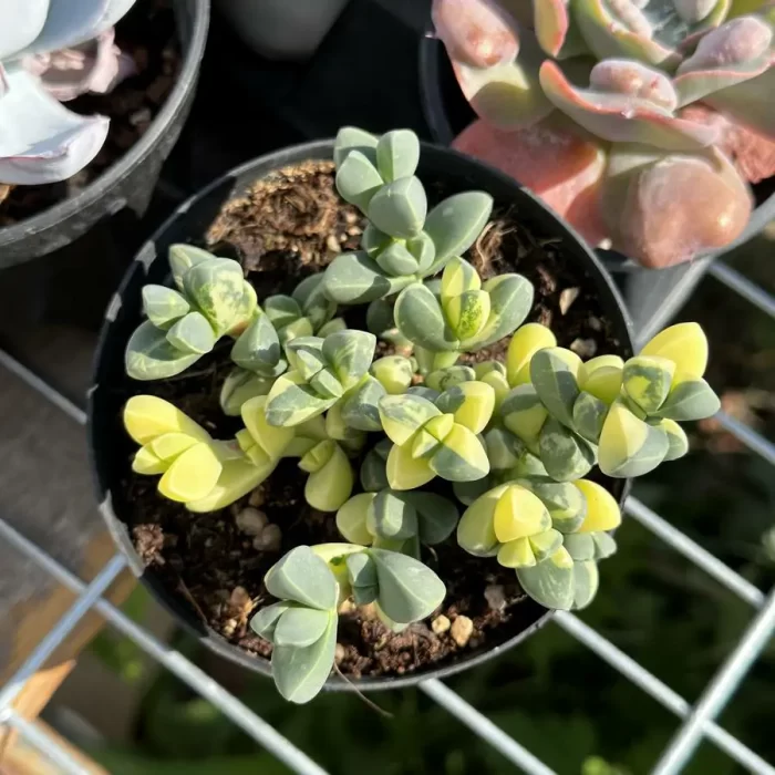 e201-26.webp Aizoaceae Astridia velutina variegated Clustering - Image 1