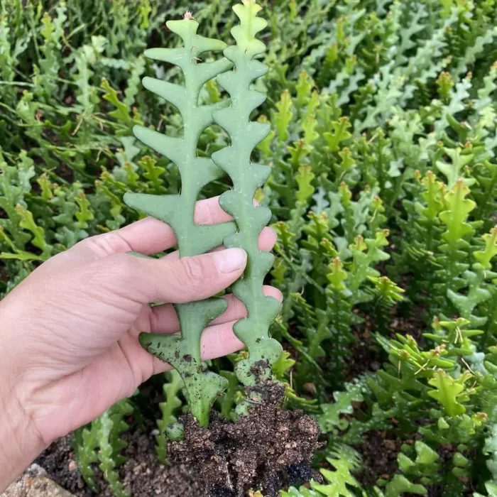 e201-28.webp Cactus-fish bone - Image 1