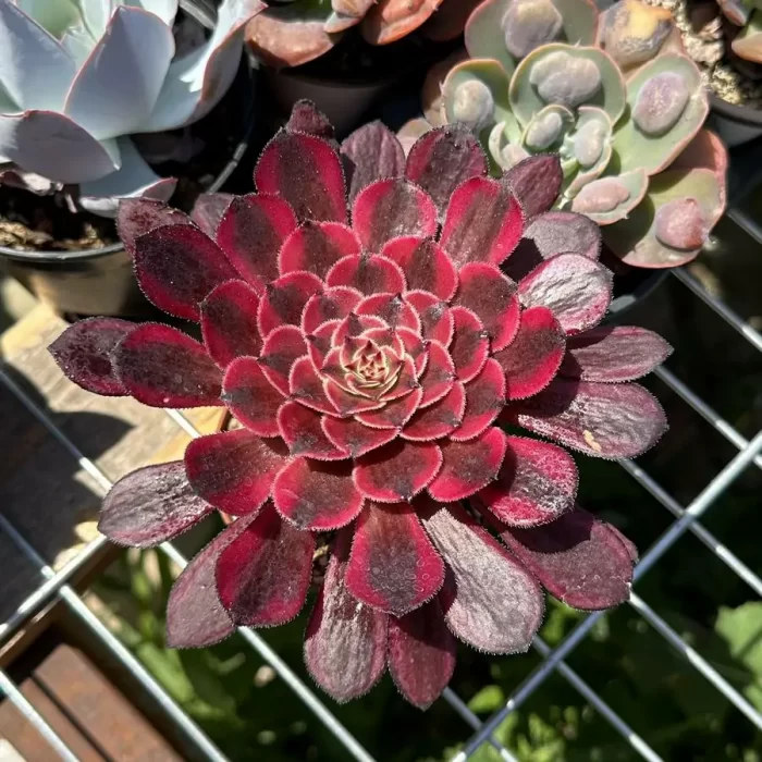 e201-31.webp Aeonium Sweet Pomegranate - Image 1