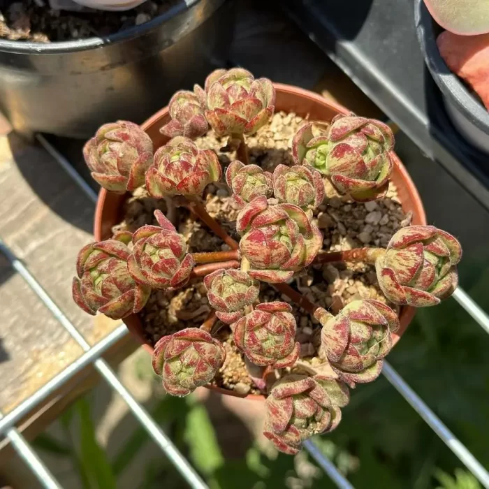 e201-33.webp Aeonium Little Fox Clustering - Image 1