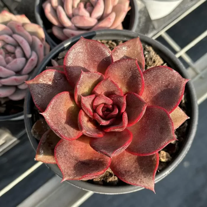 e201-38.webp Echeveria Red Rose - Image 1