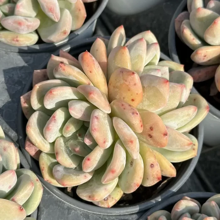 Echeveria Ariel Double Head - Image 1