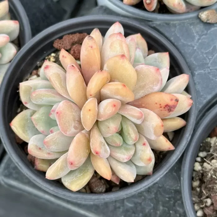 e201-43.webp Echeveria Ariel Clustering - Image 1