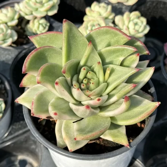 e201-44.webp Echeveria 'Ek Soul' Variegated - Image 1