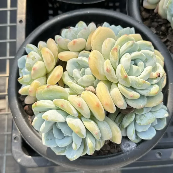 e201-45.webp Echeveria Maxwell Clustering - Image 1