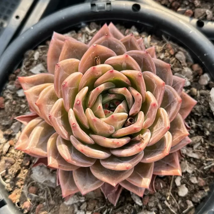e201-46.webp Echeveria Wine Champagne - Image 1