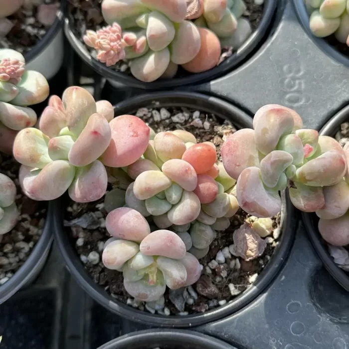 Graptosedum Miul Clustering - Image 1