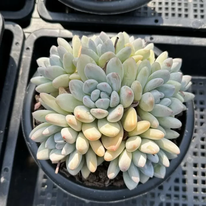 e201-49.webp Echeveria Perfume Clustering - Image 1