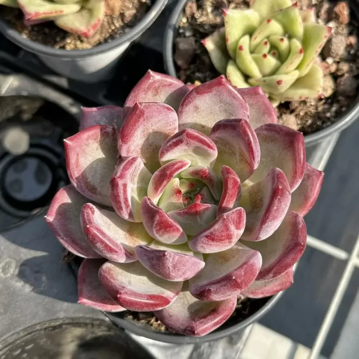 e201-51.webp Echeveria Dare Devil - Image 1