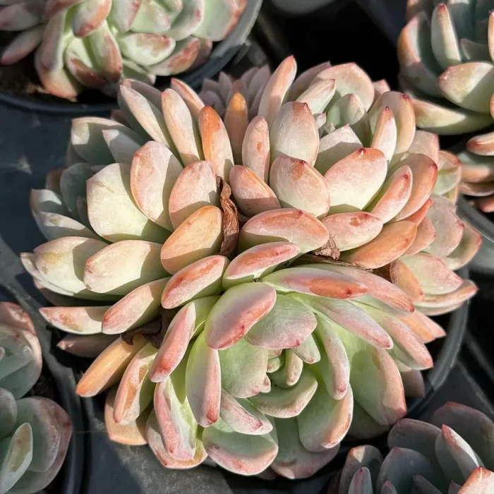 e201-53.webp Echeveria Star Mark Clustering - Image 1