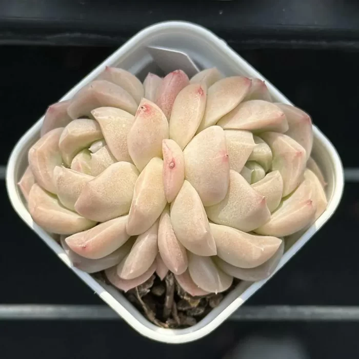 Echeveria Silver Fox Double Head - Image 1