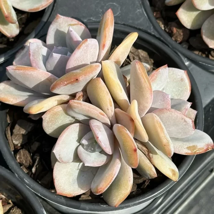 Echeveria Cream Tea - Image 1