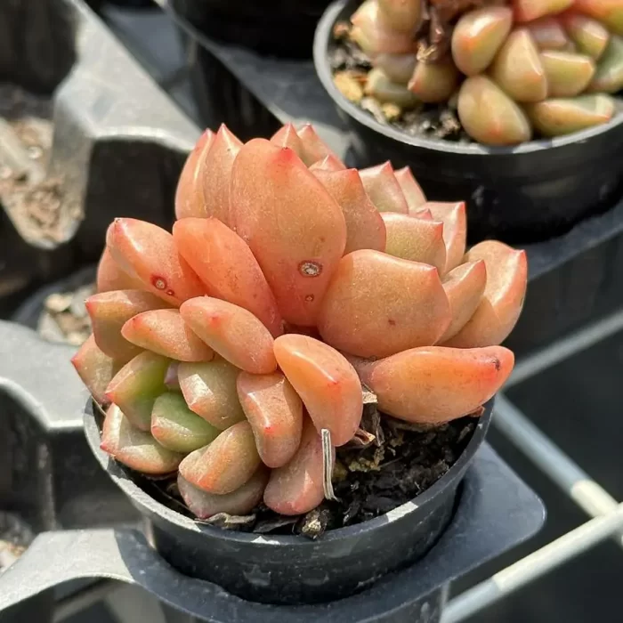 e201-71.webp Echeveria Flower buds double head - Image 1