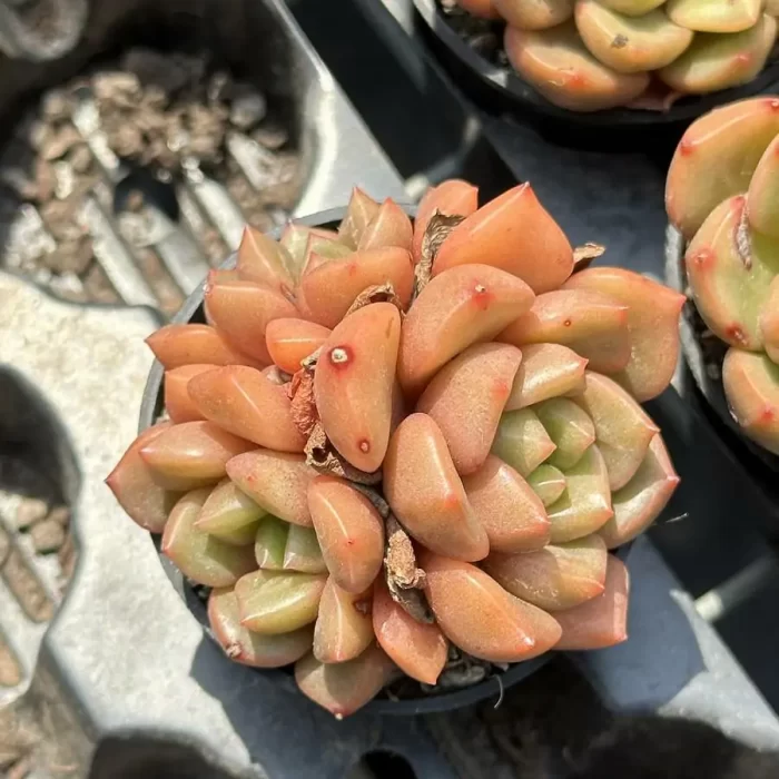 e201-72.webp Echeveria Flower buds clustering - Image 1