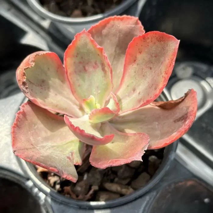 e201-73.webp Echeveria tornado - Image 1