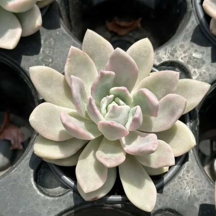 e201-74.webp Graptoveria 'Opalina'variegated - Image 1