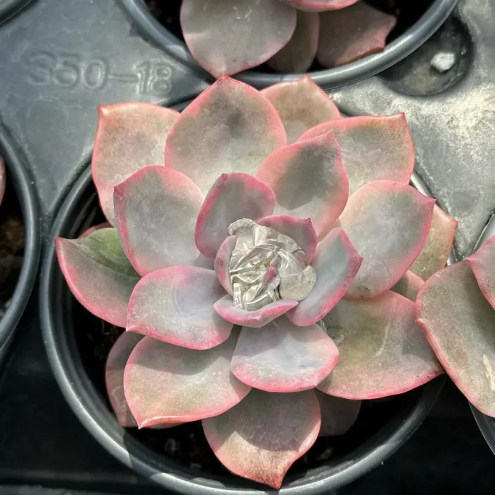 e201-75.webp Echeveria Pink Harry - Image 1