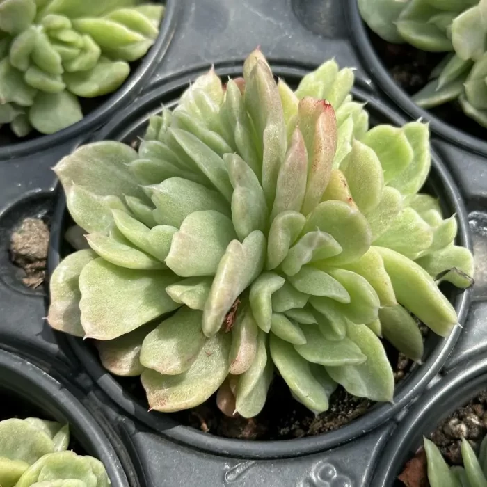 e201-76.webp Echeveria Floriana variegated clustering - Image 1