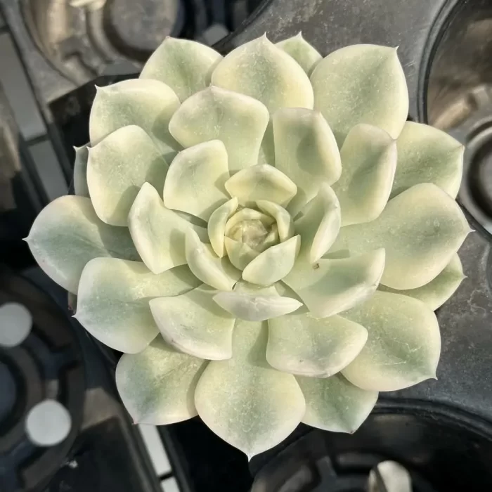 Echeveria 'Moon Fairy'variegated - Image 1
