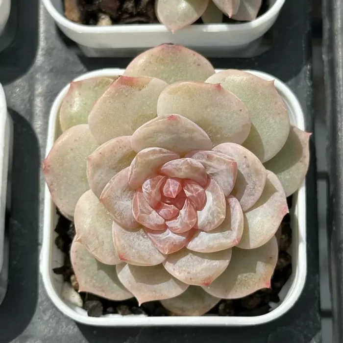 e201-93.webp Echeveria Freud - Image 1