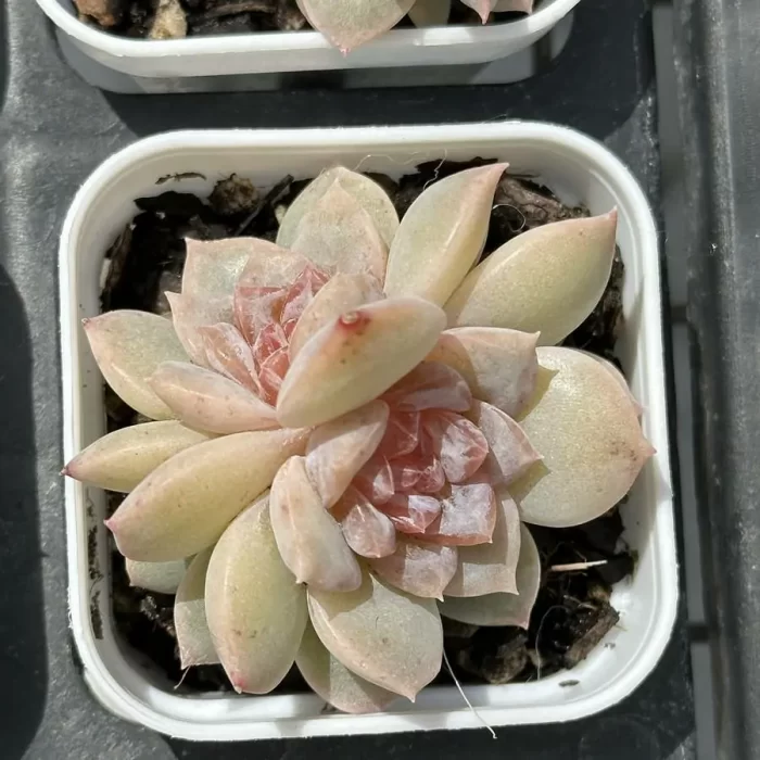 e201-94.webp Echeveria Echeveria Freud Double Head - Image 1