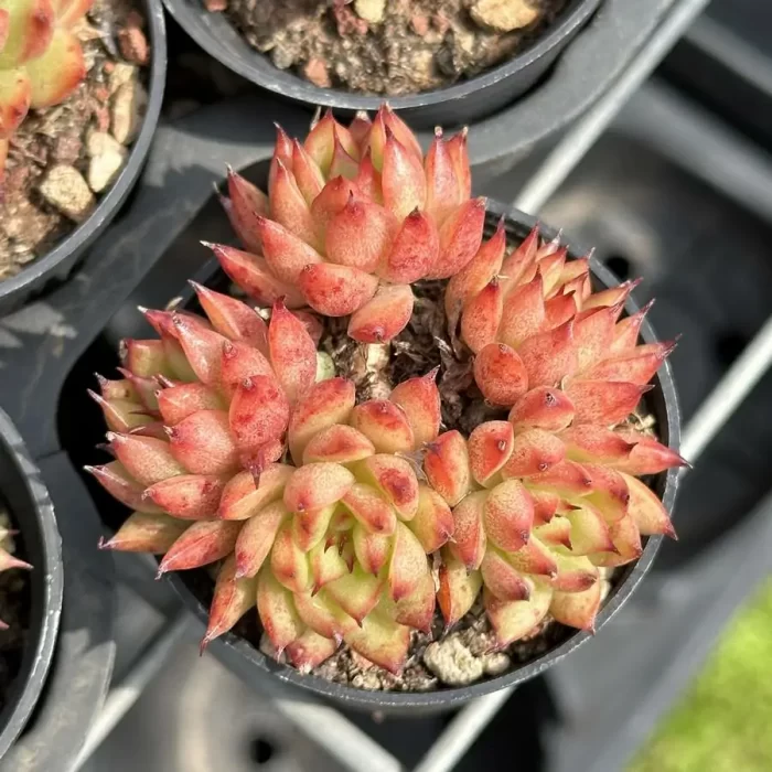 e201-98.webp Echeveria Meteor Shower Clustering - Image 1