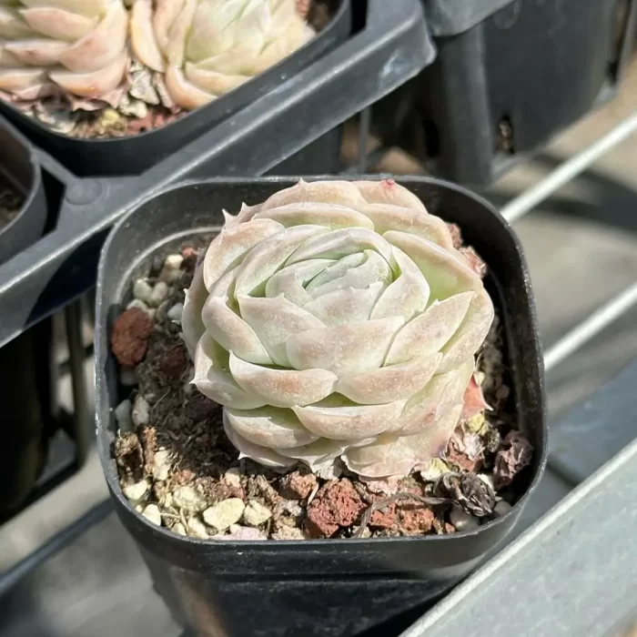 Echeveria XiRui - Image 2