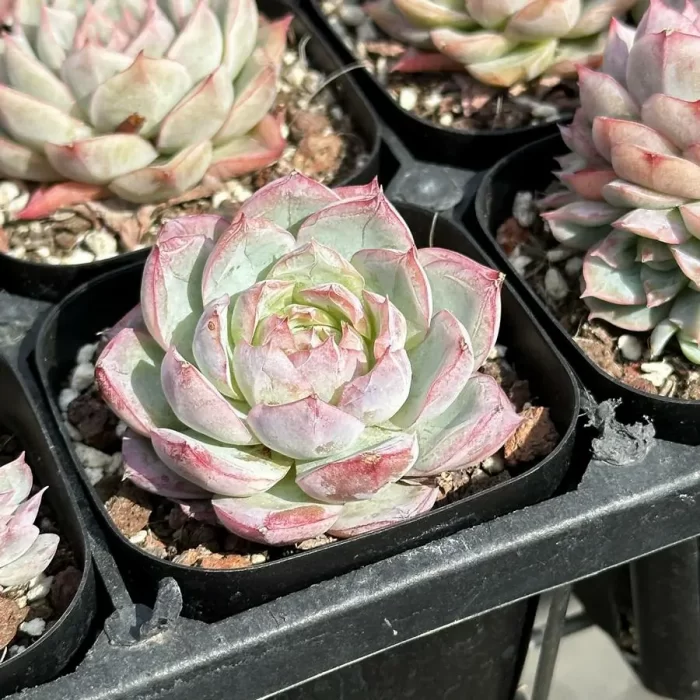 Echeveria Sicilia - Image 2