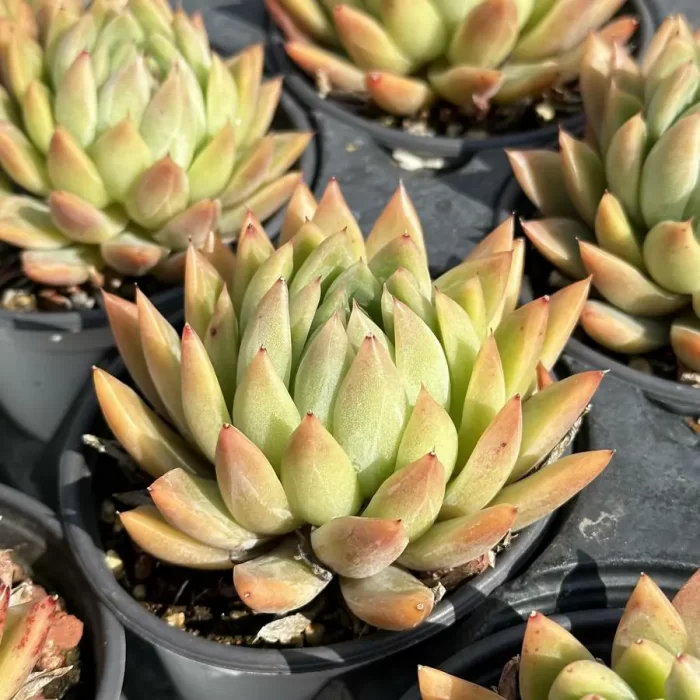 Echeveria Starmusic - Image 2