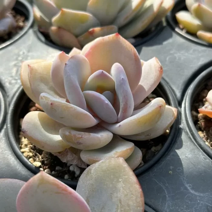 Echeveria Tea with milk - Image 2