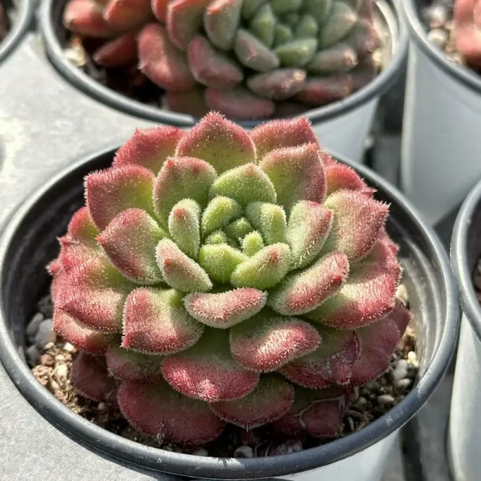 Echeveria Caroline - Image 2