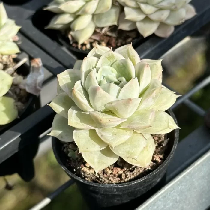 Echeveria Da Qiao - Image 2