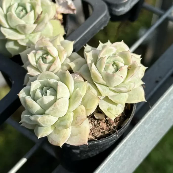 Echeveria Da Qiao Cluster - Image 2