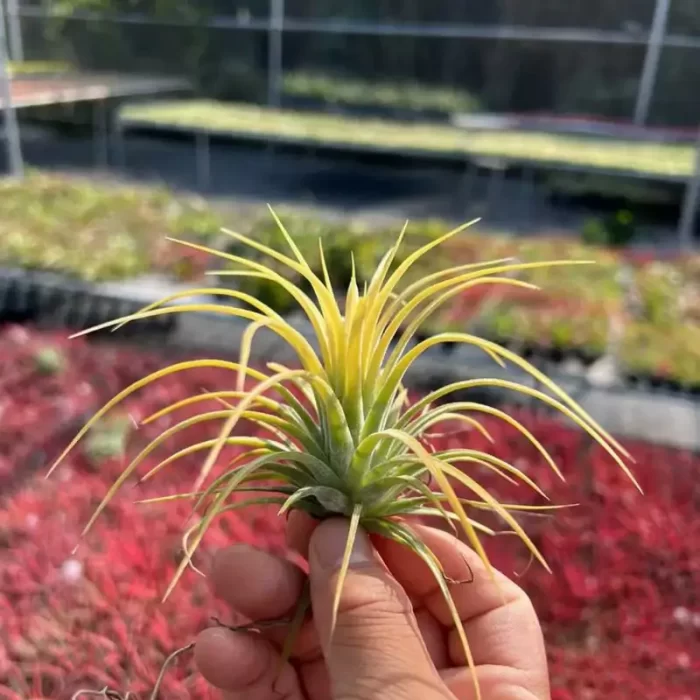 Tillandsia Yellow Fairy - Image 2
