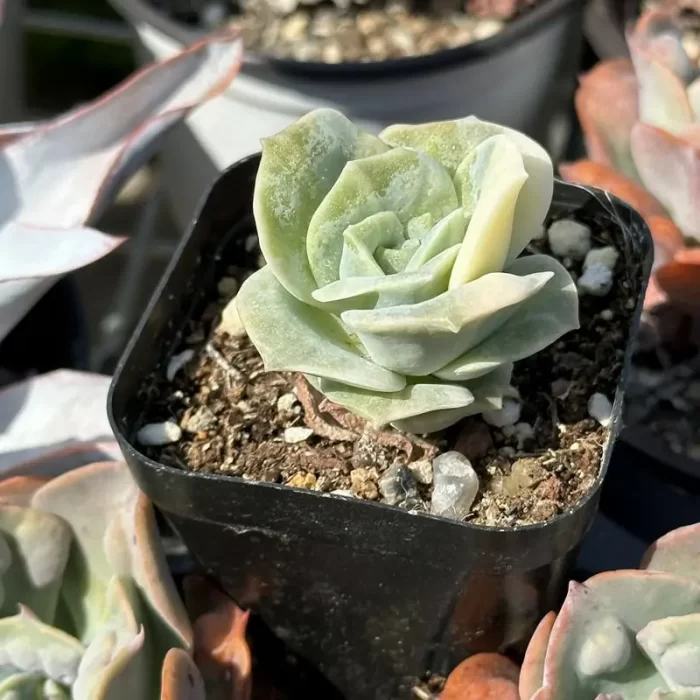 Echeveria Lovely Rose variegated - Image 2