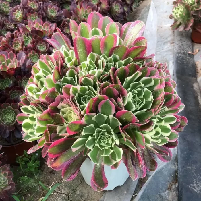 e202-120.webp Aeonium Yuhua Stone Clustering - Image 2