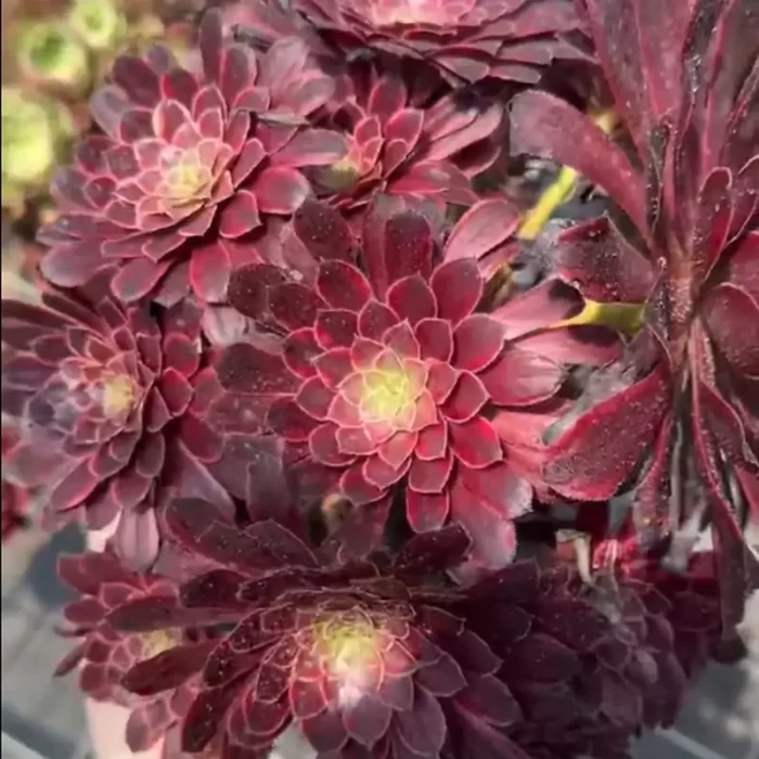 Aeonium Zwartkin Variegated Clustering - Image 2
