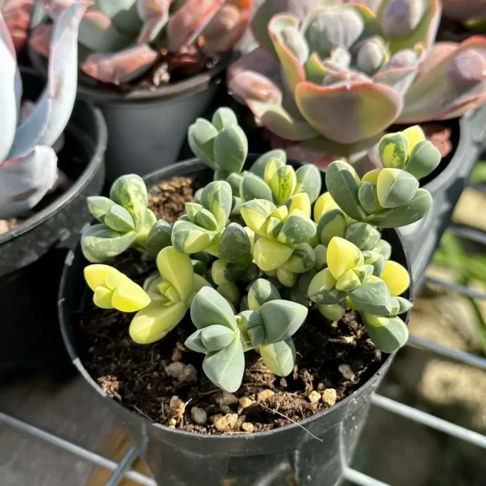 Aizoaceae Astridia velutina variegated Clustering - Image 2