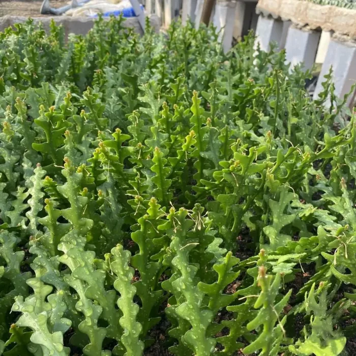 Cactus-fish bone - Image 2