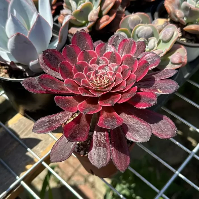 Aeonium Sweet Pomegranate - Image 2