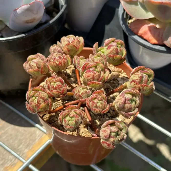 Aeonium Little Fox Clustering - Image 2