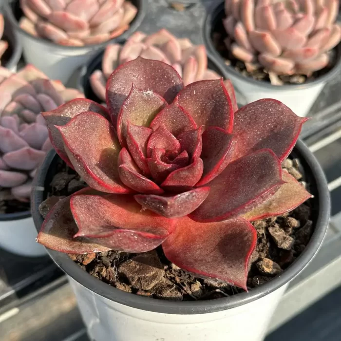 Echeveria Red Rose - Image 2