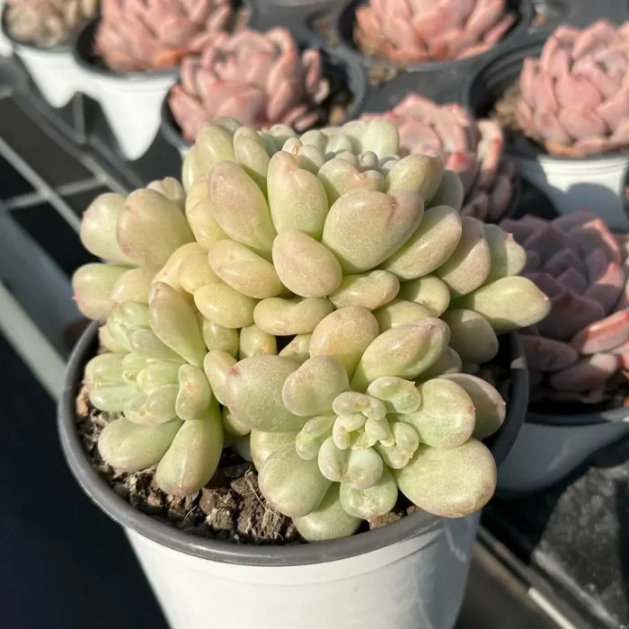 Echeveria Bey Clustering - Image 2