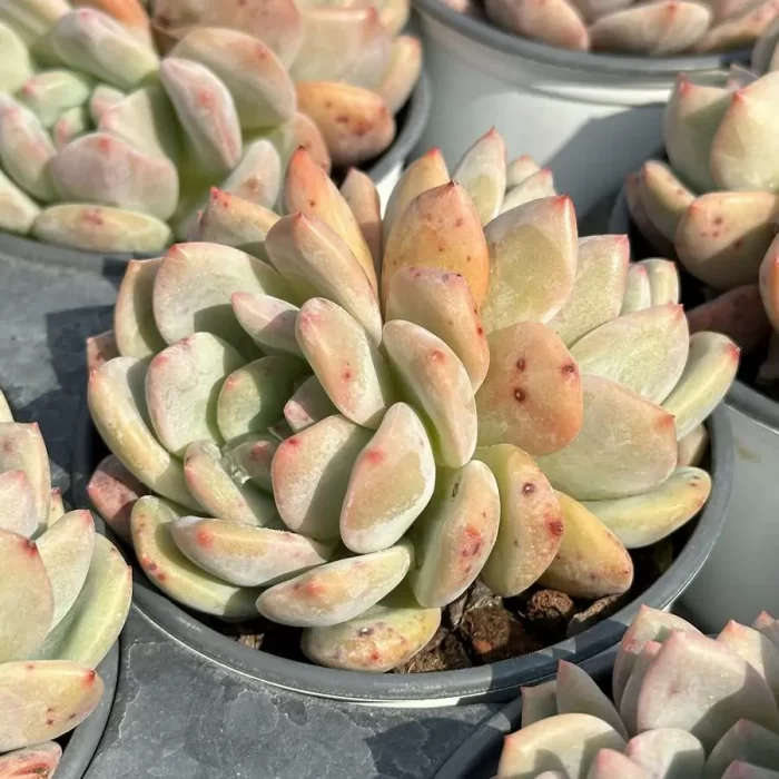 Echeveria Ariel Double Head - Image 2